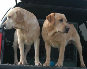2 labrador dogs on a vehicle