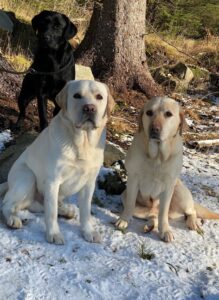 3 labrador facing camera