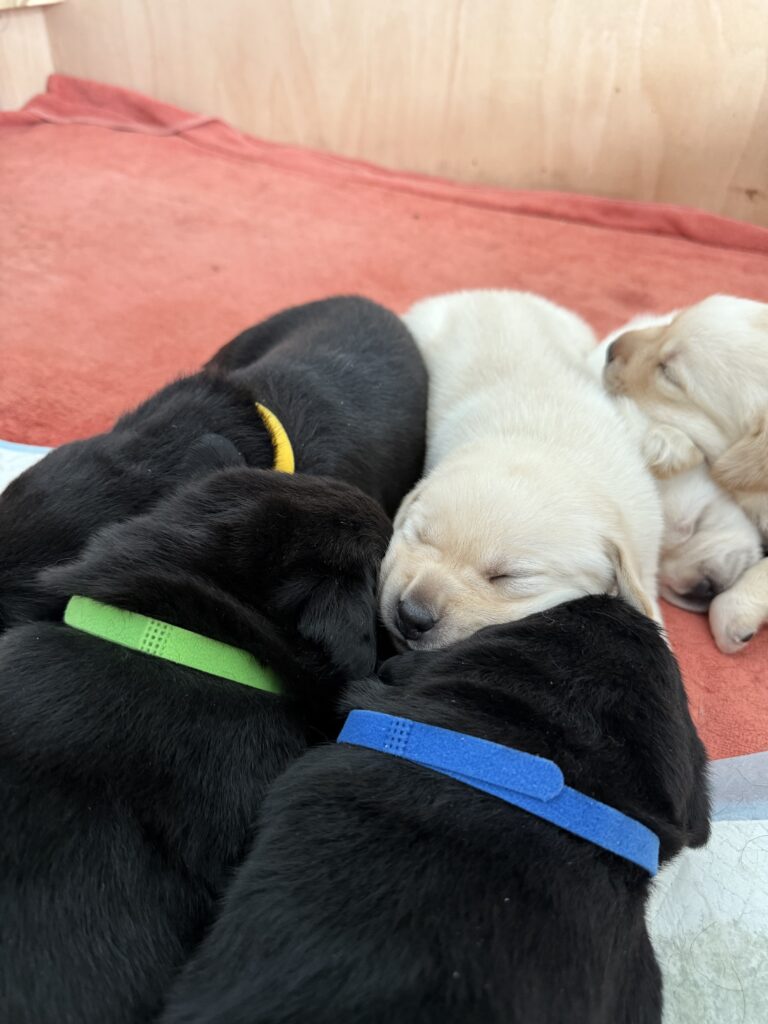 Labrador Puppy Cuddles