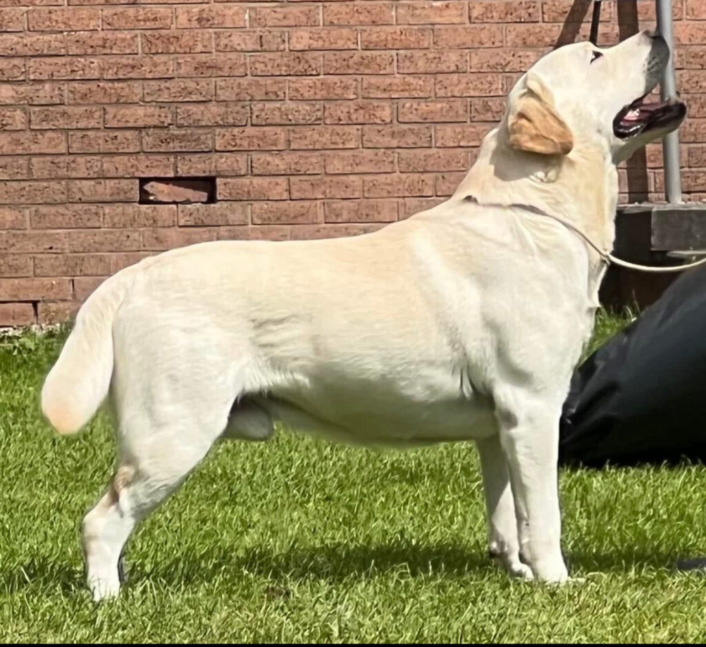 Show winner
