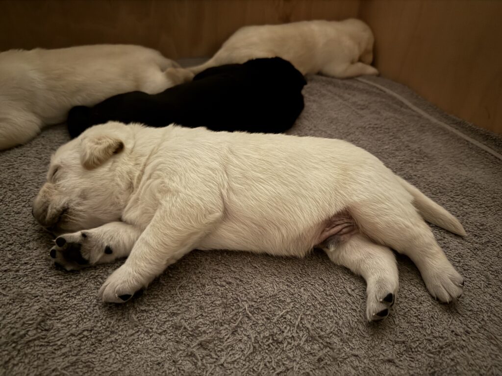 puppies sleeping in Monymusk