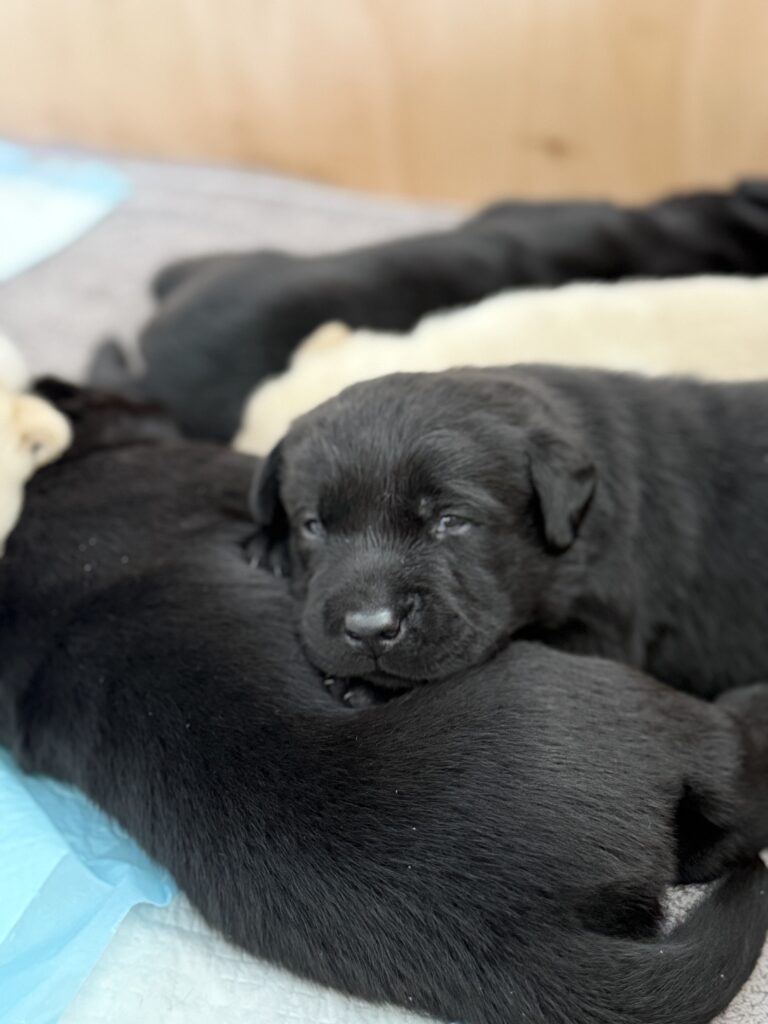 Black Labrador Puppy