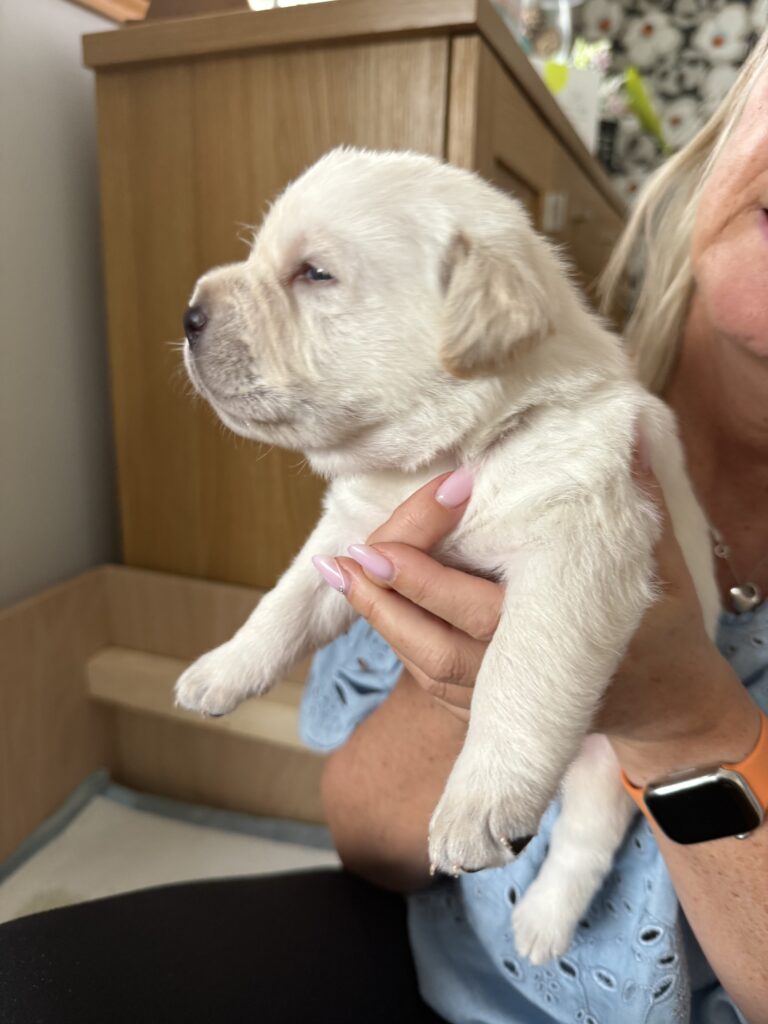 Chunky Labrador Puppy