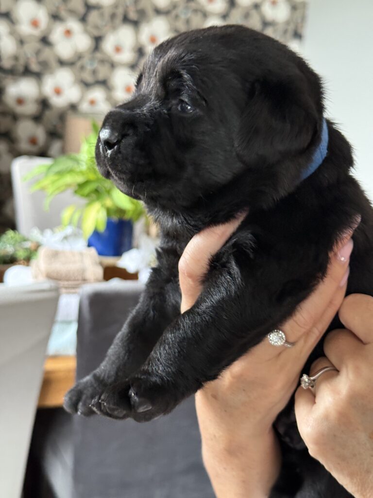 I’m a beautiful Labrador puppy