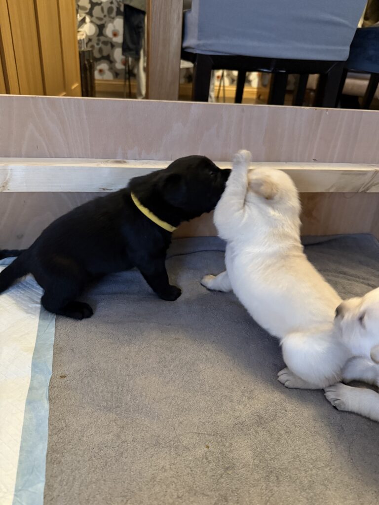 Labrador Puppies Playing