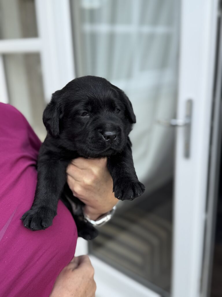 Beautiful Labrador Puppy