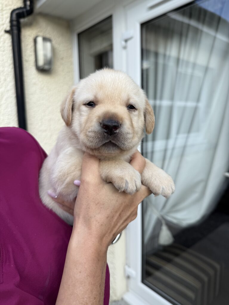 Beautiful Yellow Labrador Puppy