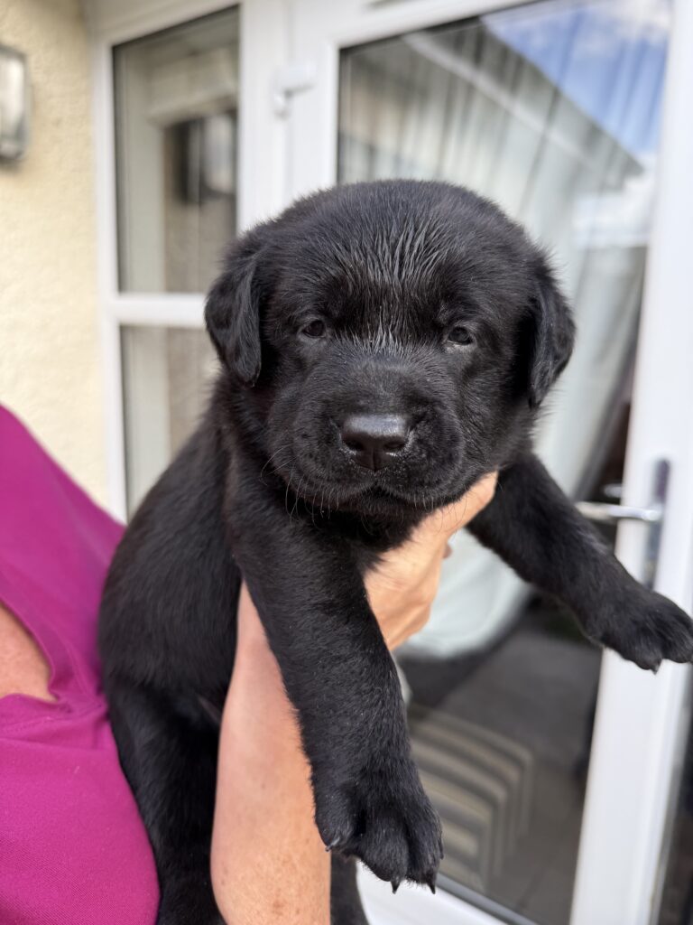 Beautiful Labrador Puppy
