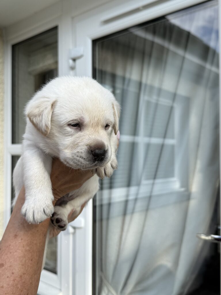 Beautiful Yellow Boy Labrador Puppy