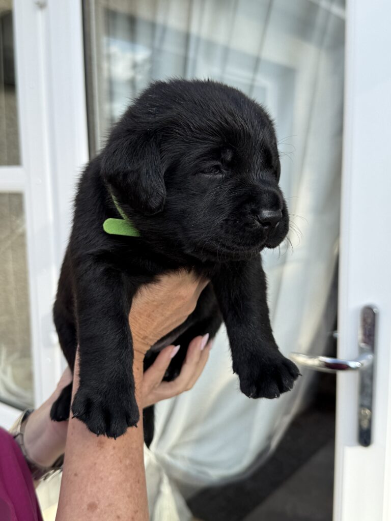 Beautiful Labrador Boy Puppy
