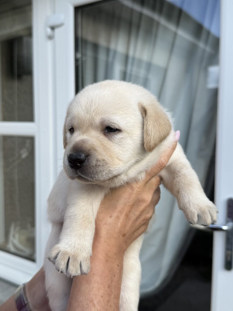 Beautiful Yellow Chunky Boy Labrador Puppy