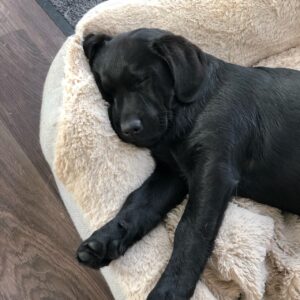 black labrador