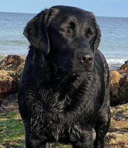 black labrador beside ocean