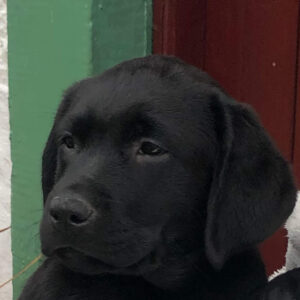 black labrador dog face