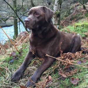 black labrador dog near a river