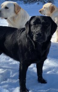 black labrador in snow