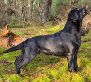 black labrador standing in jungle