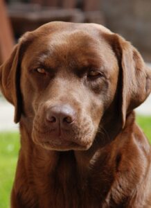 brown labrador