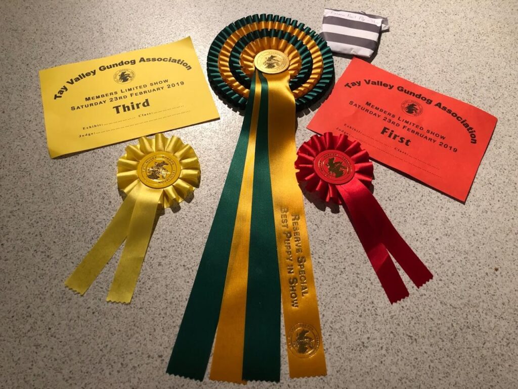 certificate 6