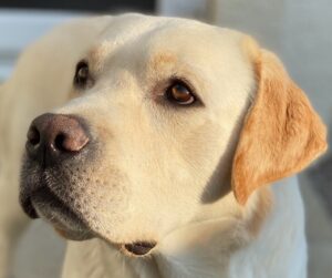 close up picture of labrador