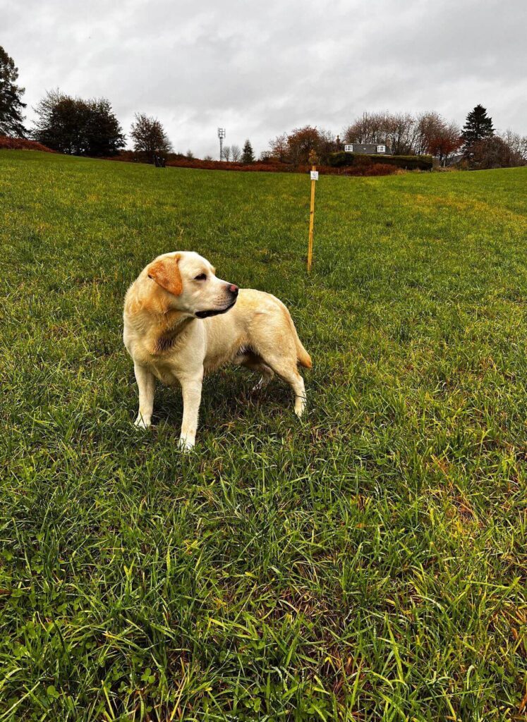 dog in green fields