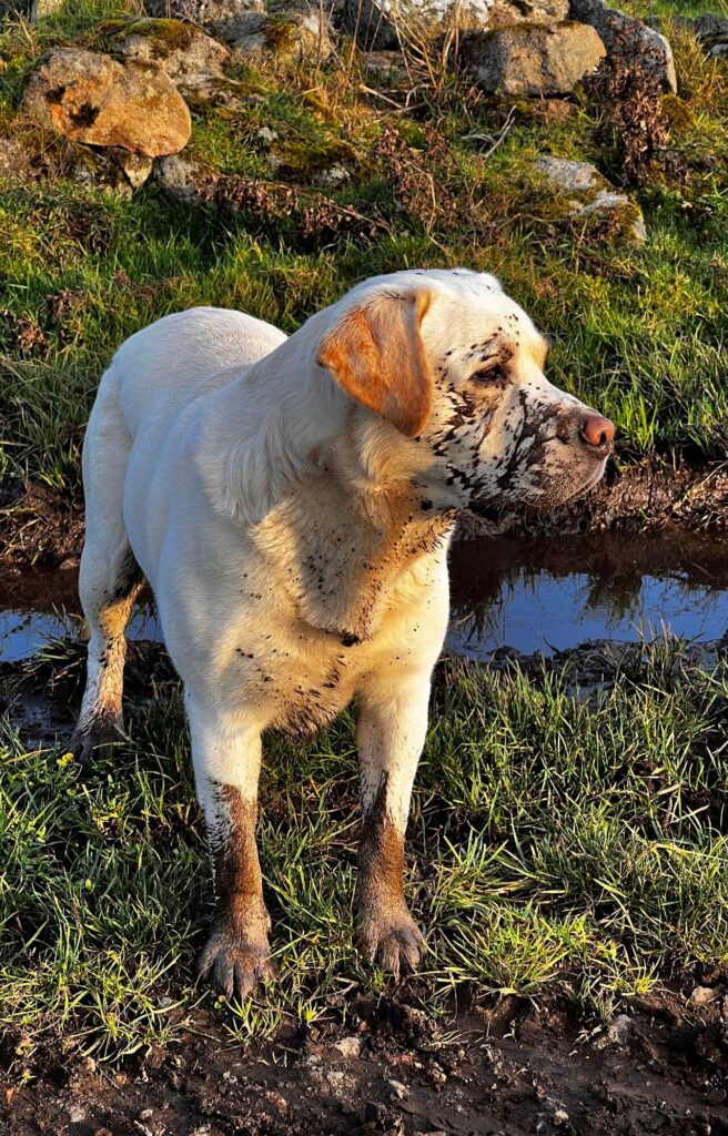dog playing in mud