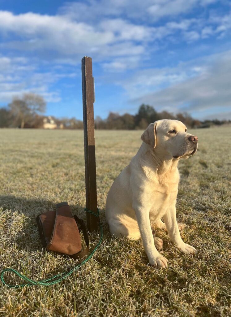 labrador dog with a rope