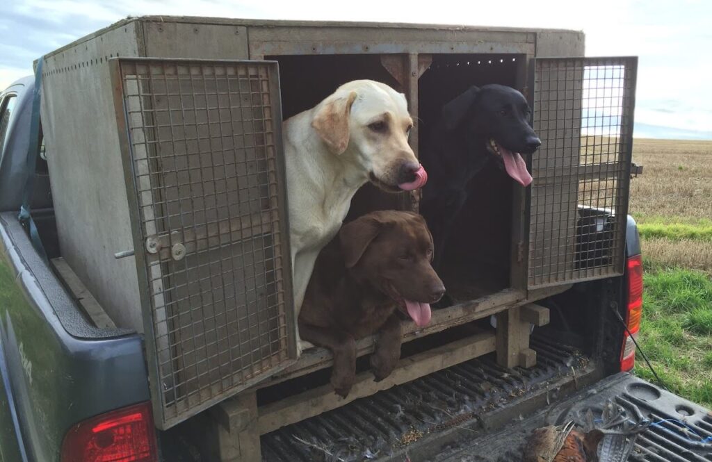 labrador dogs in the vehicle
