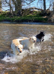 labrador dogs taking bath in river