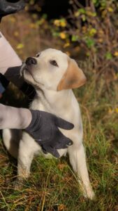 labrador retriever on ground