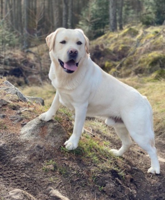 origin of Labrador