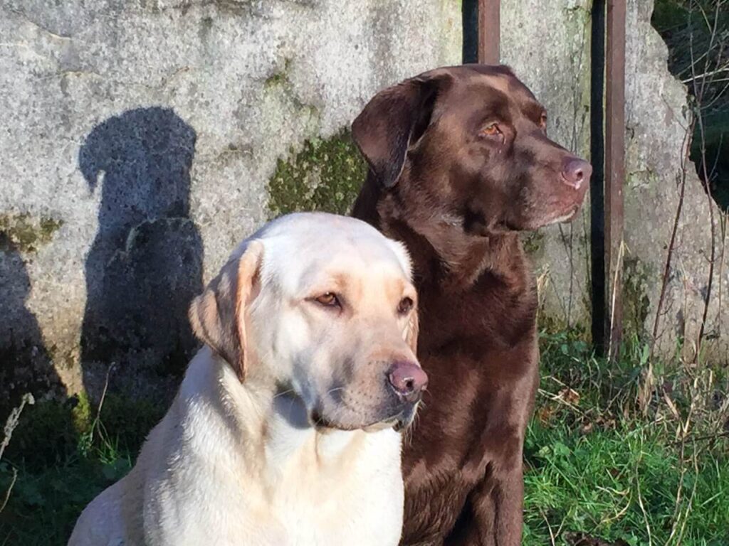 pair of labrador dogs
