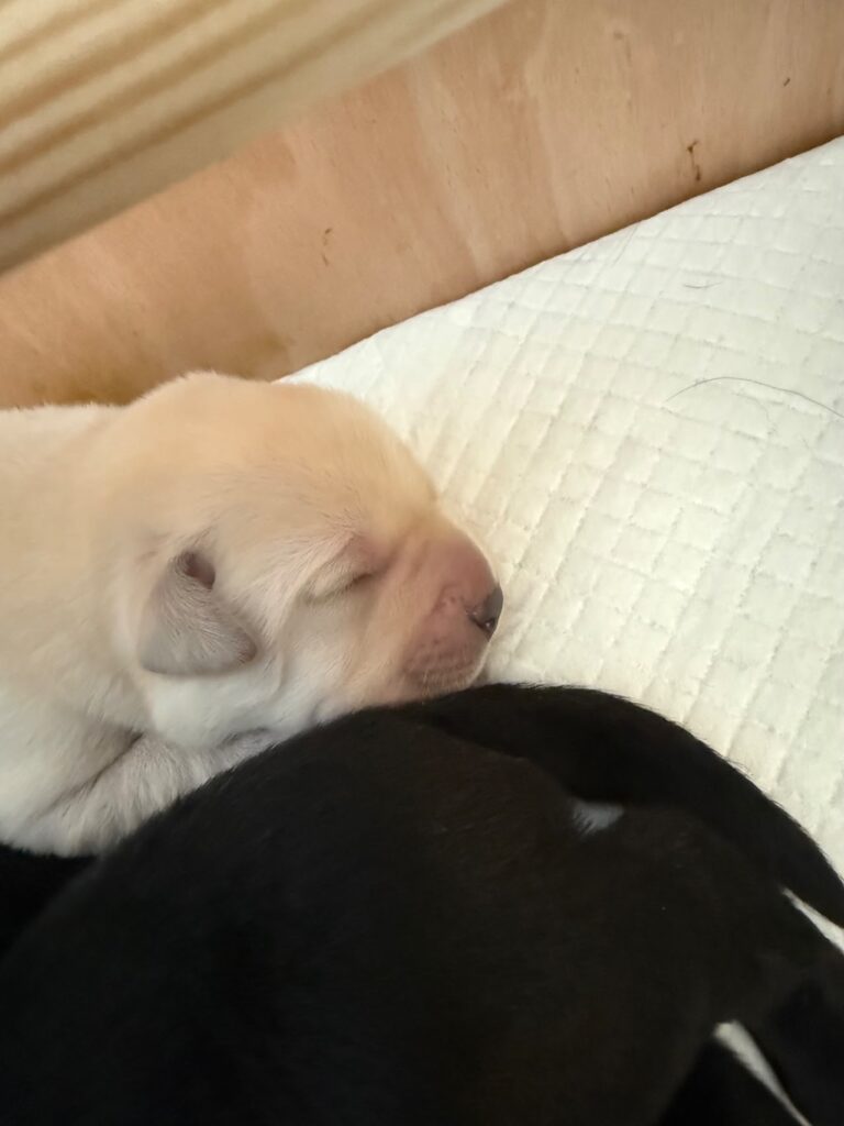 puppies 1