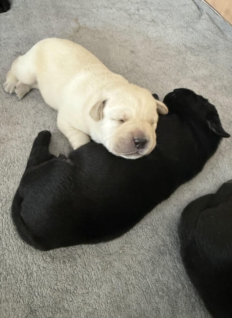 puppies 10