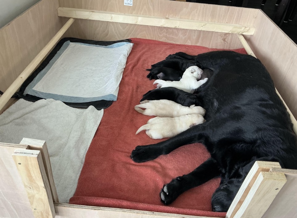 puppies 2