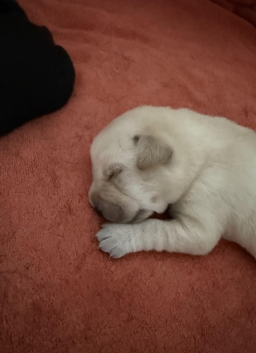 puppies 3