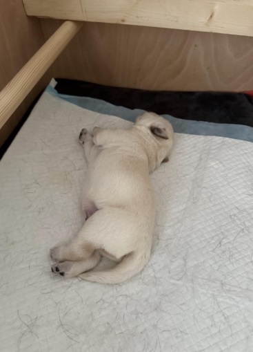 puppies 4