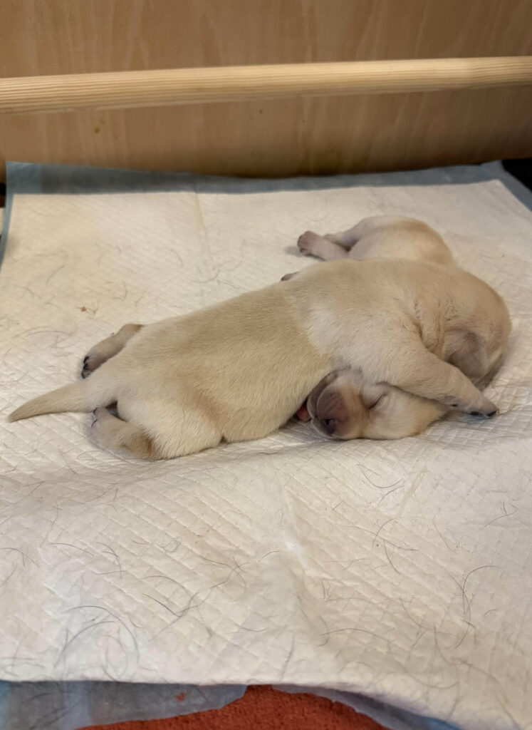 puppies 5