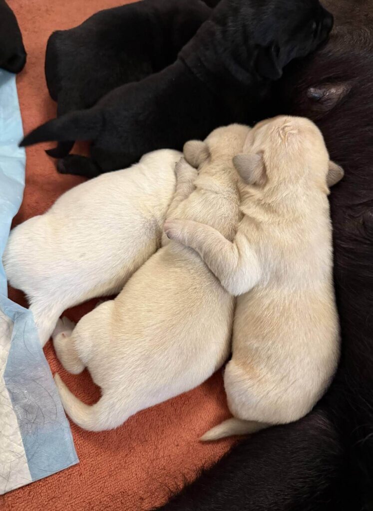 puppies 6
