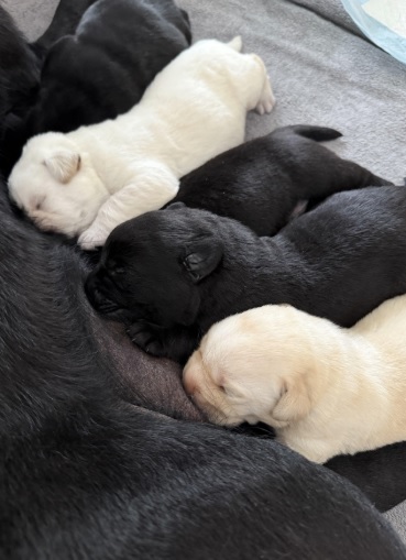 puppies 7