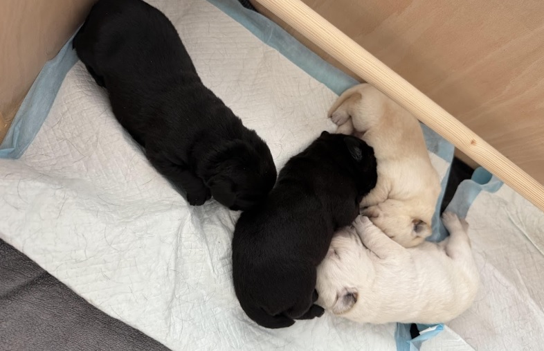puppies 8