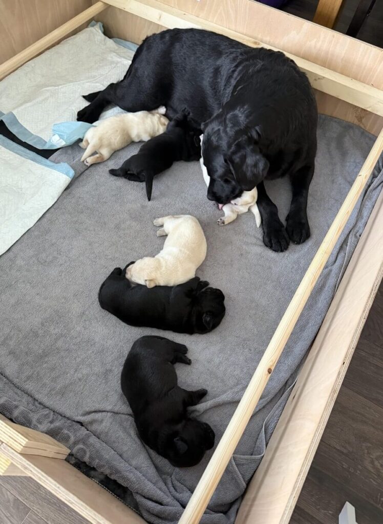 puppies 9