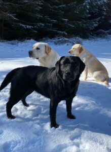 snow trip 3 labrador dogs