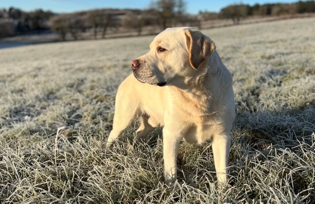 teddy labrador dog in open area