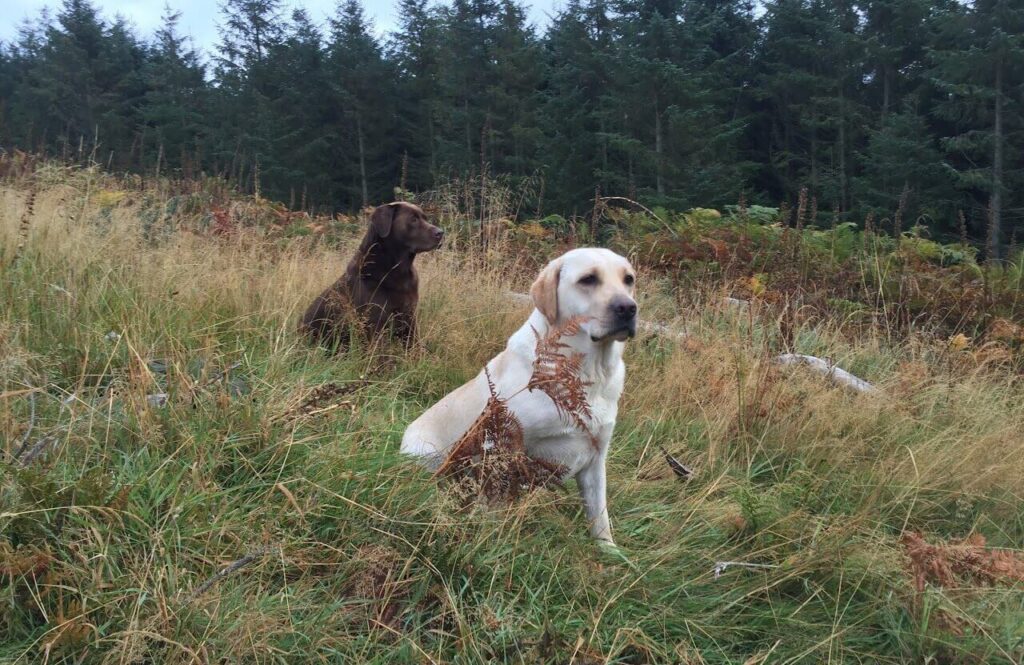 two labradors in bushes