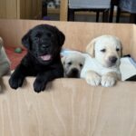 Labrador Puppies Aberdeenshire