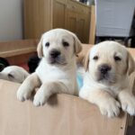 Aberdeenshire Labradors
