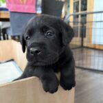 Monymusk Labrador