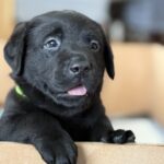 Labrador Puppy Monymusk