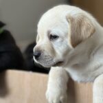 Lab Puppt
